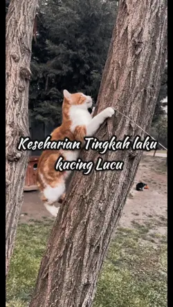 tingkah kucing