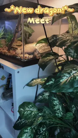 New dragon