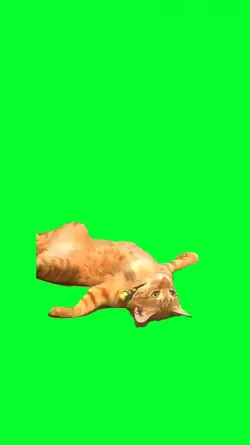 depressed cat