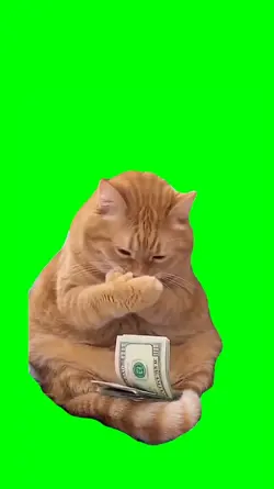 CAT COUNTING MONEY
