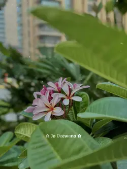 Jo Deewana 🙂
