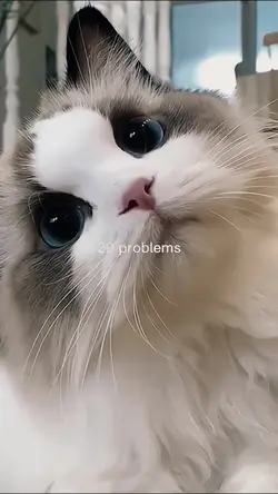 My cute cat