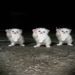 CAT DANCE