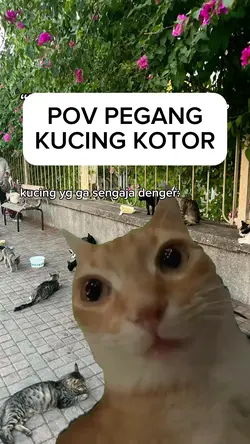 POV KUCING KOTOR