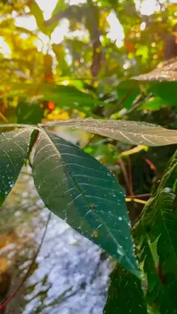 nature vibes