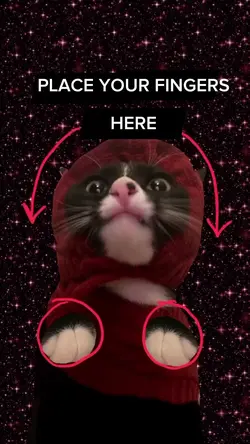 funny cat meme