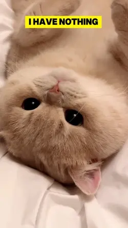 lazy cat