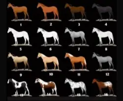 ⚠️FAKE HORSE⚠️