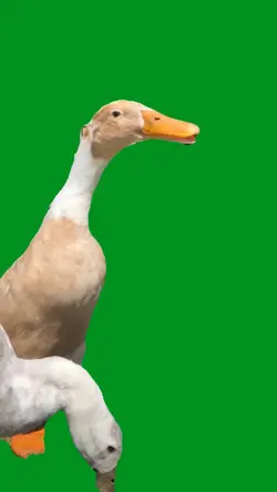 duck rap
