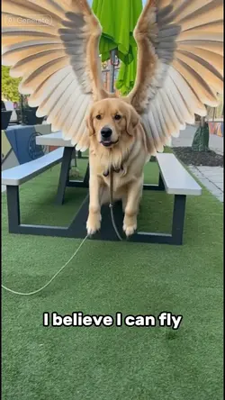 Wings effect and fly