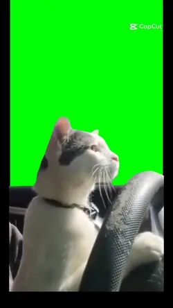 même cat who drive