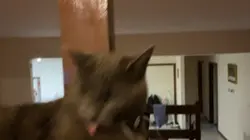 Cat bite