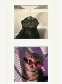 CRAZYY TEMPLATE