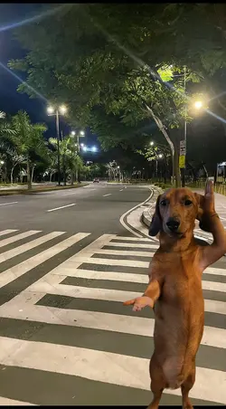 treme o bumhum