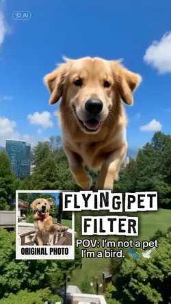 flying pet filter