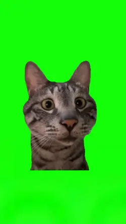 Nosy cat meme