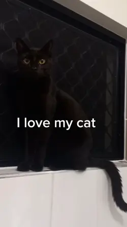 black cat
