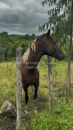 Vida na roça 