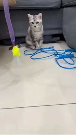 貓貓恰恰恰