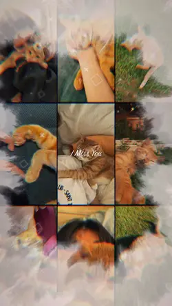 Cat RIP
