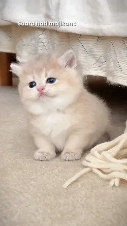 Suara hati majikan