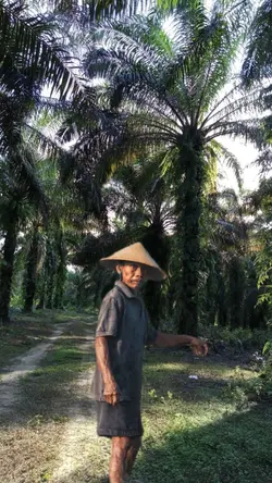 kebun sawit