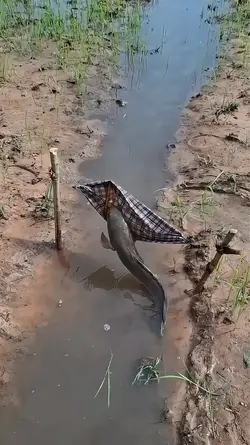 fish need refreshing