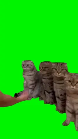 Handshake cats meme 