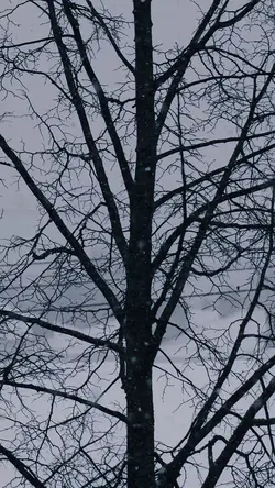 snow fall