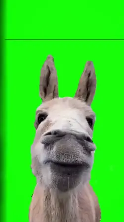 donkey hh