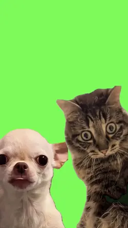 Shocked cat and dog