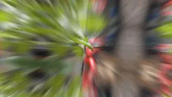 Honda wave montage 
