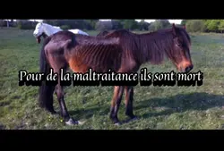 Maltraitance animale