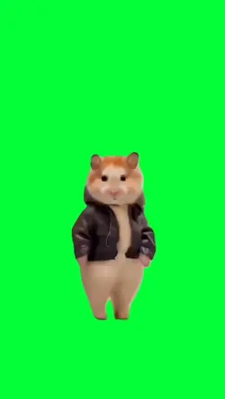 hamster cute dance