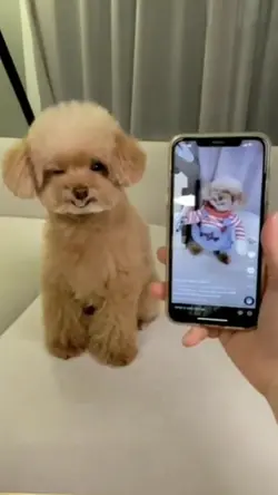 FunnyPoodle