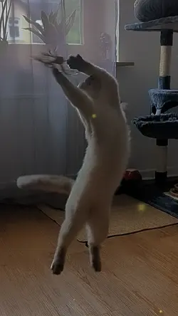 crazy dude
