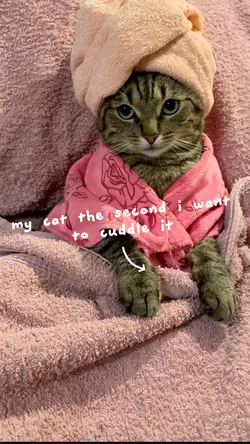 my cat