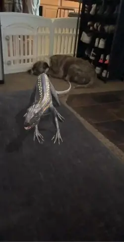 Indoraptor 