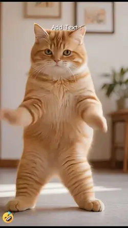 Dance cat