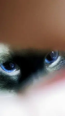 Ocean Eyes Cat Ver.