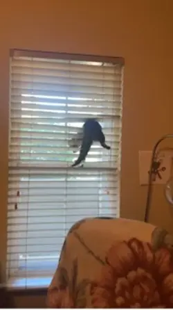 Bengal Olympics