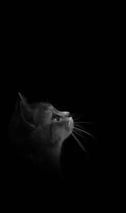 چشم مپوش