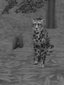 Wildcraft edit :)