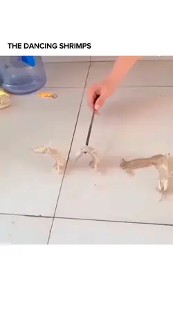 Dancing Shrimps 