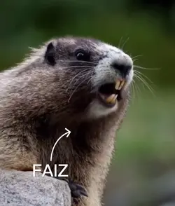 FAIZ