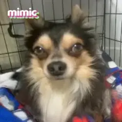 Dogs Got Talent