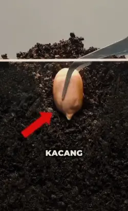 trend tanam kacang