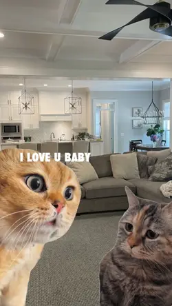 meme cat