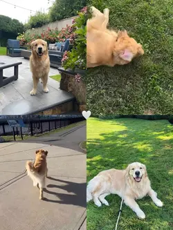 perrito 🤍🐾
