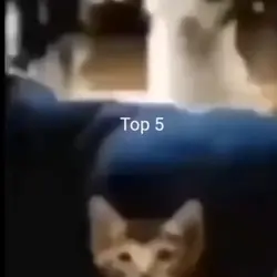 top 5 cat